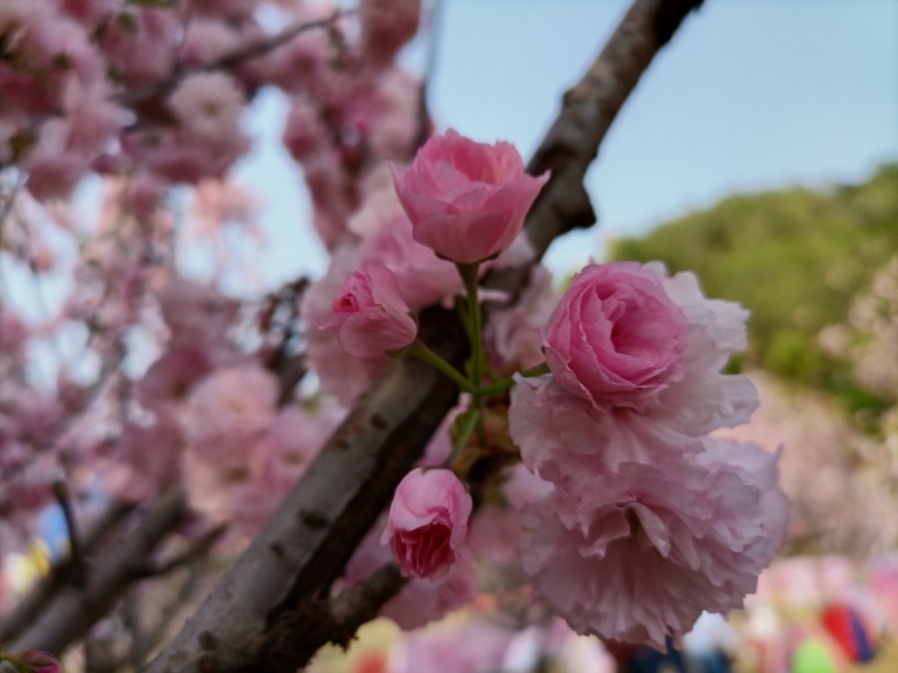 汕尾铜鼎山樱花烂漫游人赏