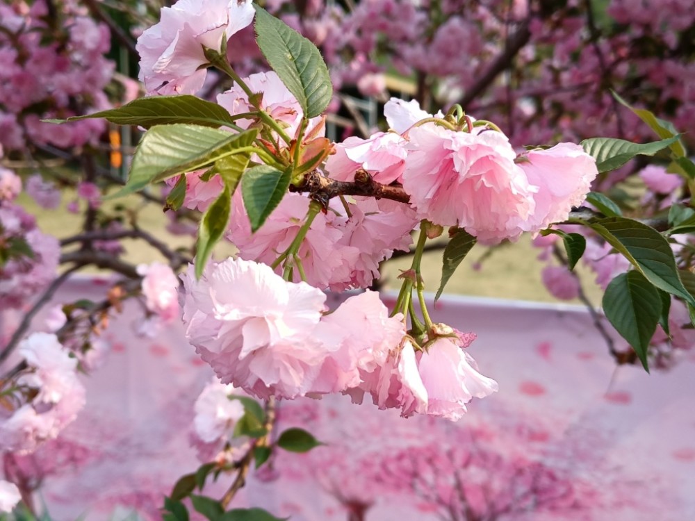 汕尾铜鼎山樱花烂漫游人赏