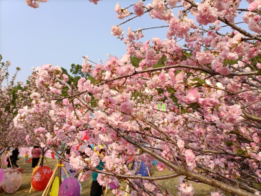 汕尾铜鼎山樱花烂漫游人赏