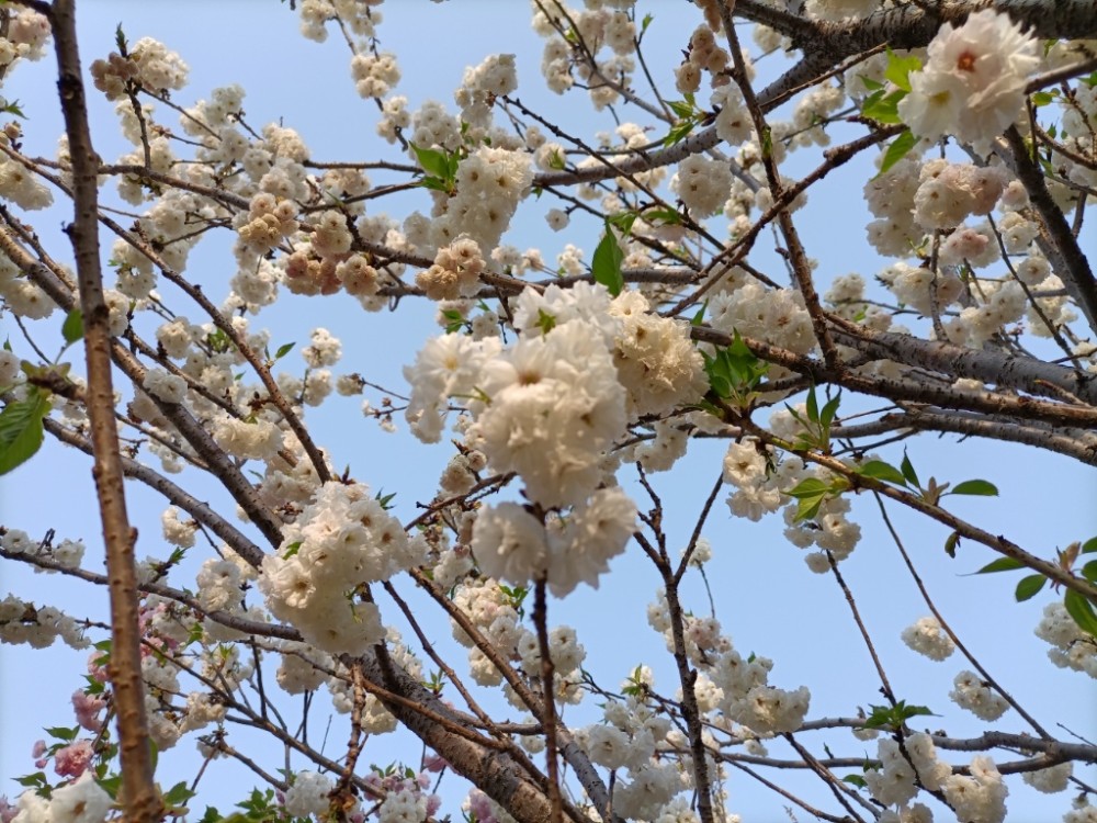 汕尾铜鼎山樱花烂漫游人赏