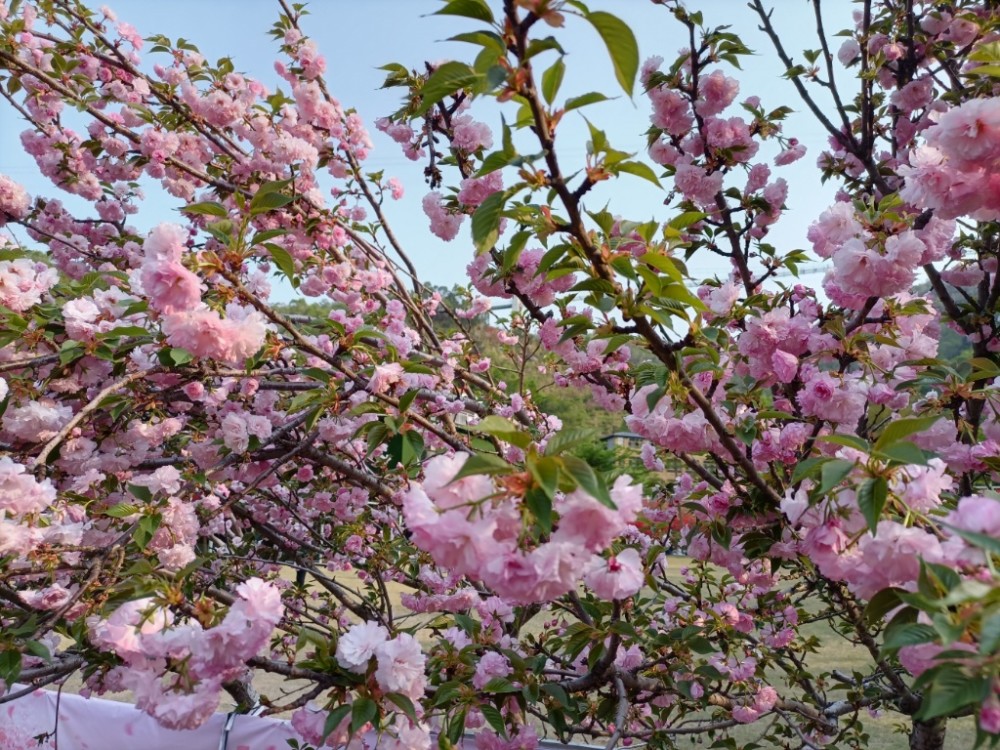 汕尾铜鼎山樱花烂漫游人赏