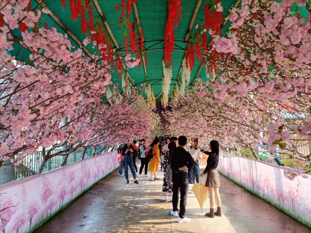 汕尾铜鼎山樱花烂漫游人赏