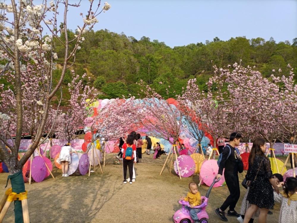 汕尾铜鼎山樱花烂漫游人赏