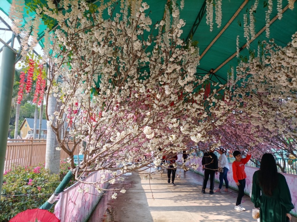 汕尾铜鼎山樱花烂漫游人赏