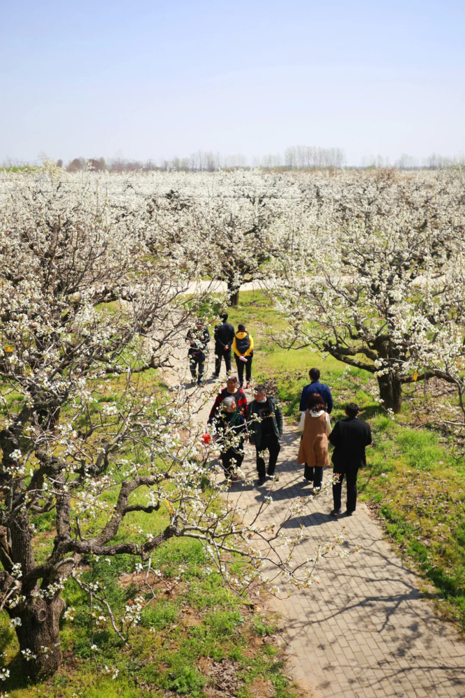 今天,中国·丰县第22届梨花节开幕了……_腾讯新闻