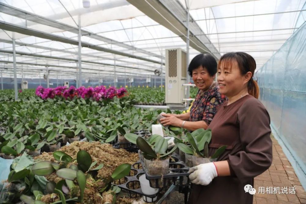 盐山 一蝴蝶兰产业基地60余万株花苗煞是喜人 腾讯新闻