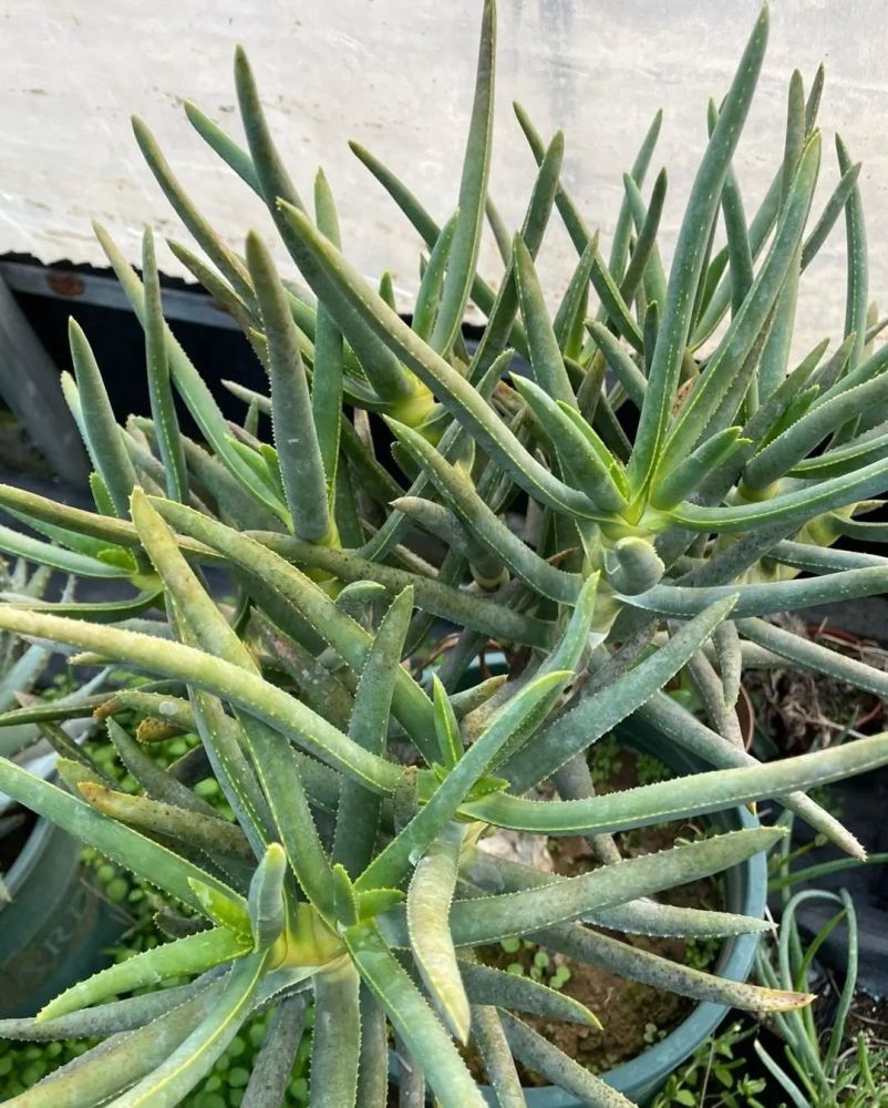 小小的芦荟,也能卖高价,很多人不相信,国外进口价格就是贵_腾讯新闻