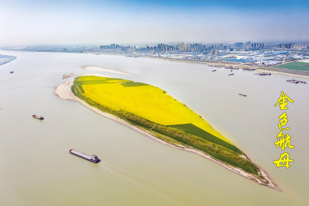 长江江心铁板洲变身金色航母