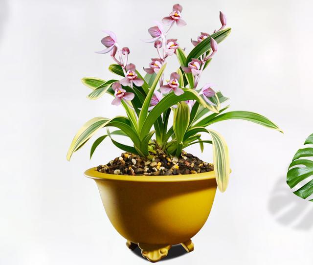 兰花界的新宠—紫月荷,花色亮眼,香味扑鼻,下个月就能开爆盆_腾讯新闻