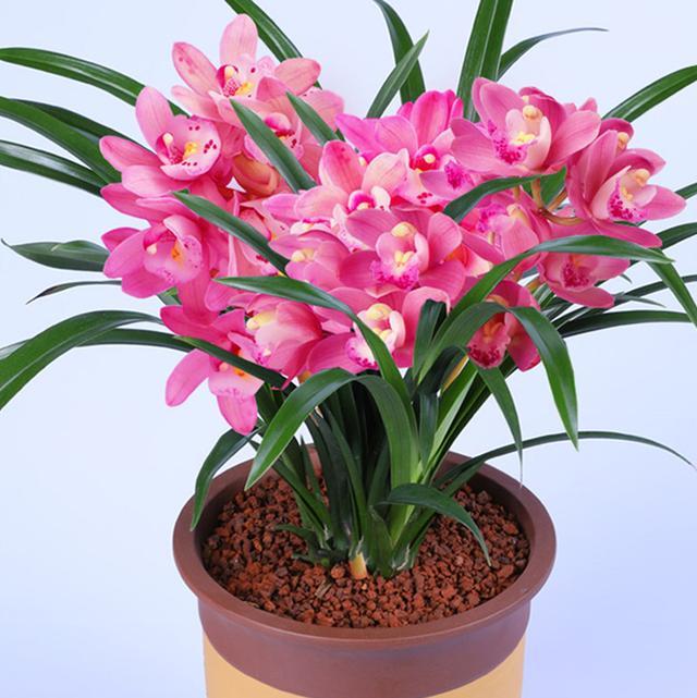 此兰花气质高贵如贵妃香味醇正养护简单简直太美了