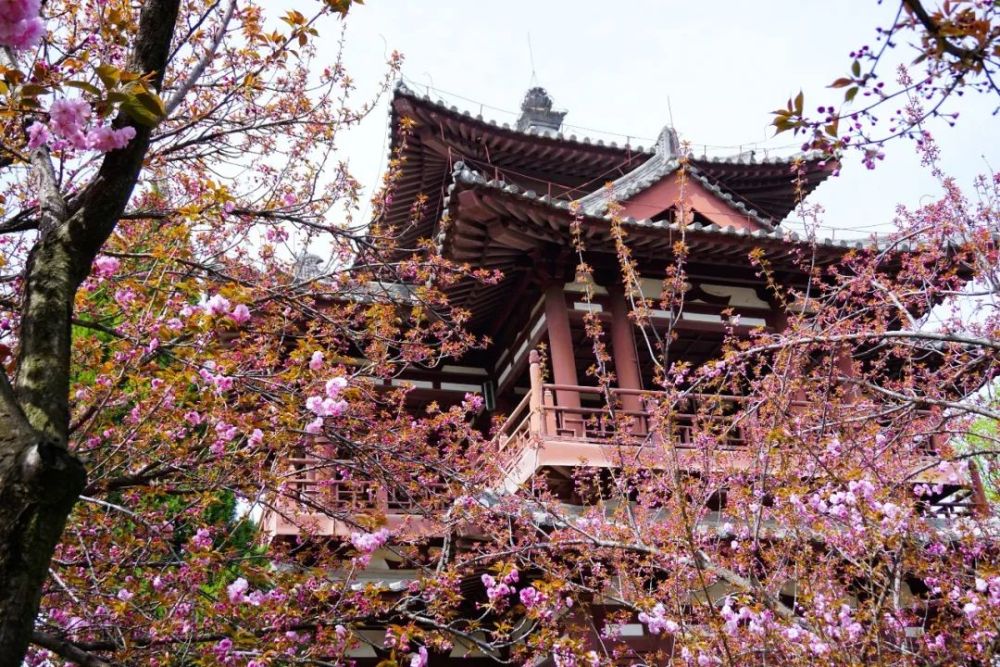 青龙寺樱花园图片