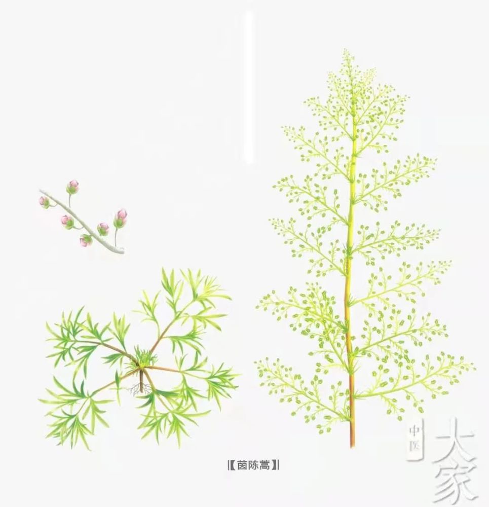 这个被低估的春野菜,能吃出眼明心亮,肝胆清明
