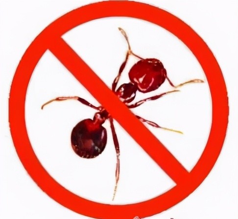 南美洲红火蚁入侵,中国12个省已遭殃,广东广西或成重灾区_腾讯新闻