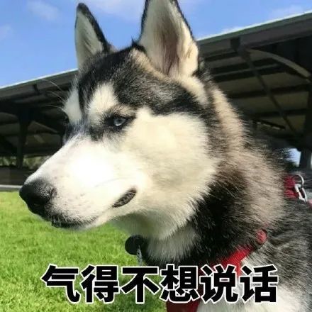 二哈搞笑图片斗图表情包