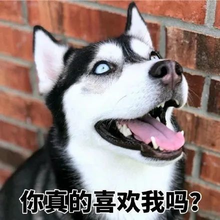 二哈 搞笑图片 斗图表情包_腾讯新闻