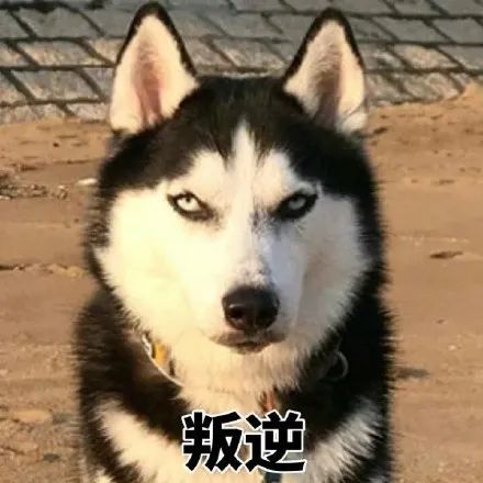 二哈搞笑图片斗图表情包