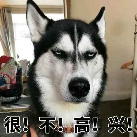 二哈 搞笑图片 斗图表情包_腾讯新闻