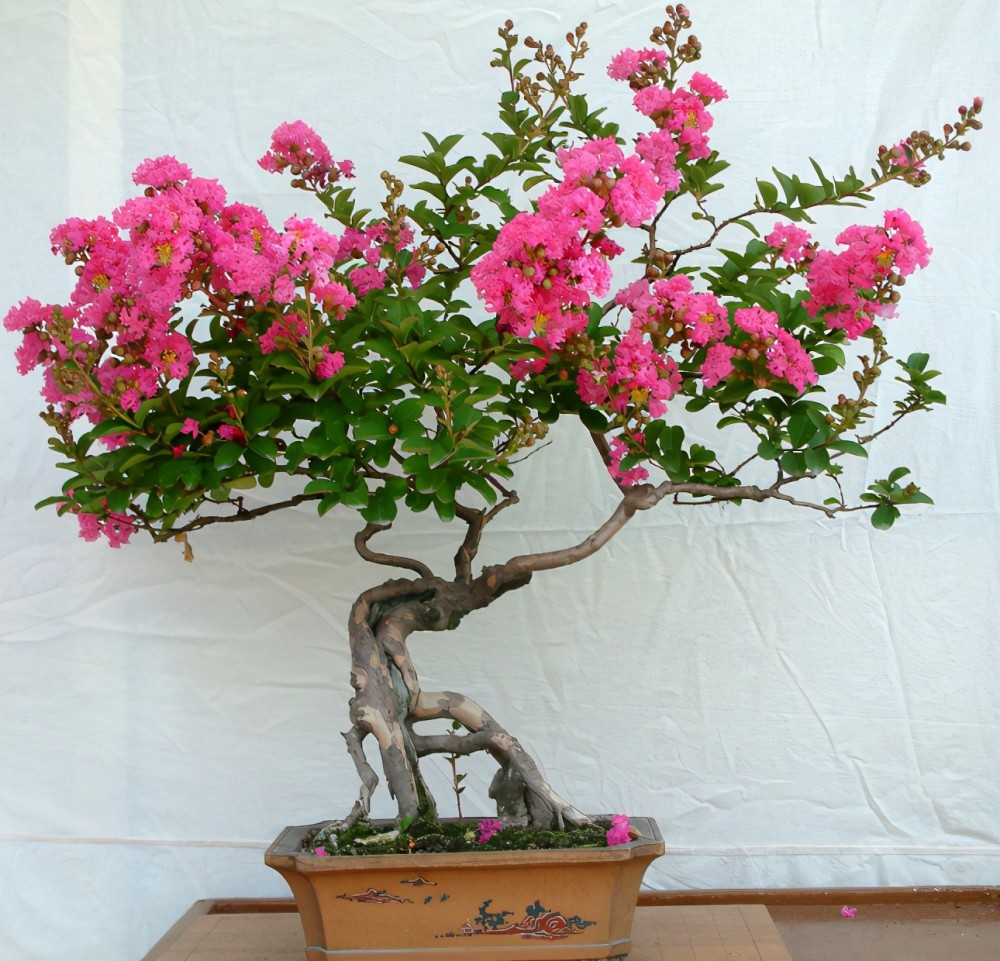 灌木花卉紫薇,居家盆栽期间,该注意哪些事项确保花满枝头?