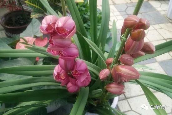 大惠兰花怎么养,大惠兰花的养殖方法_腾讯新闻