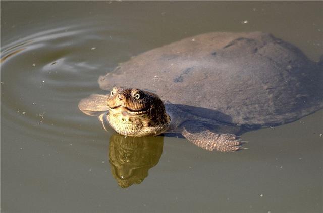 印度的恒河之殇百万甲鱼毒素缠身深陷走不出的死胡同