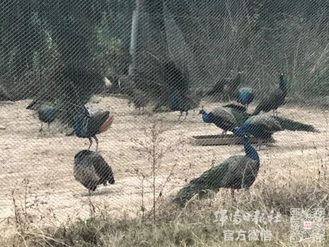 绵阳川北野生动物园来了!预计10月对外开放