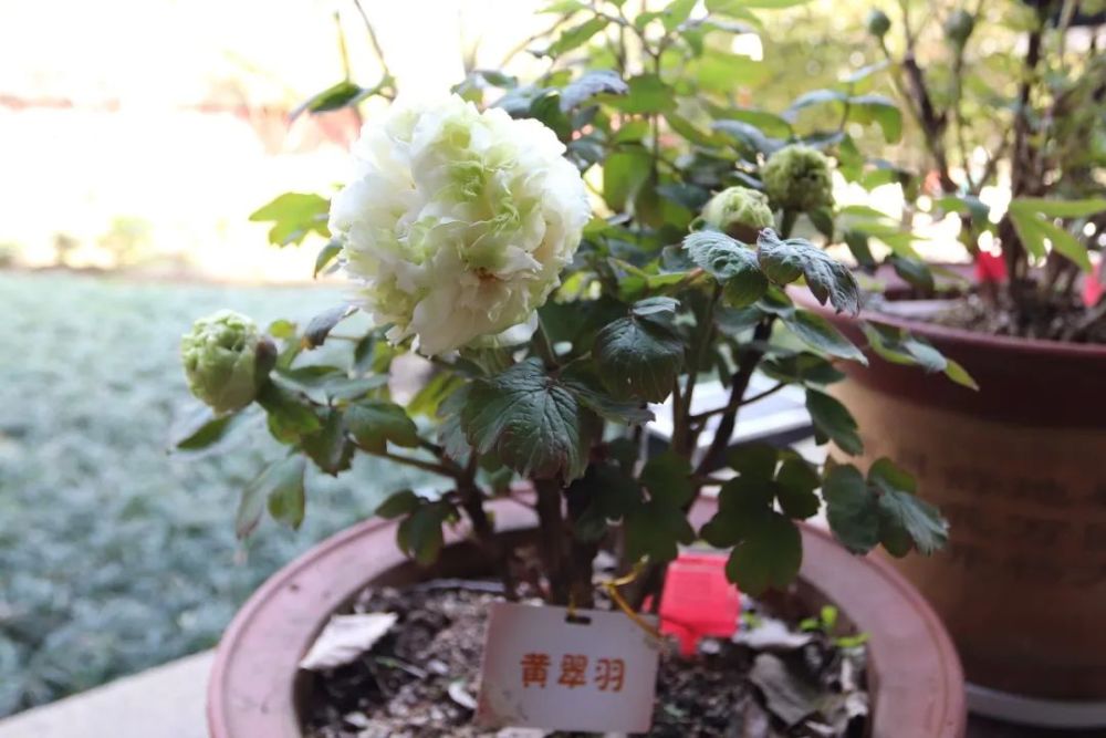 同时本次花展还有460余株盆栽牡丹进行分期展出.