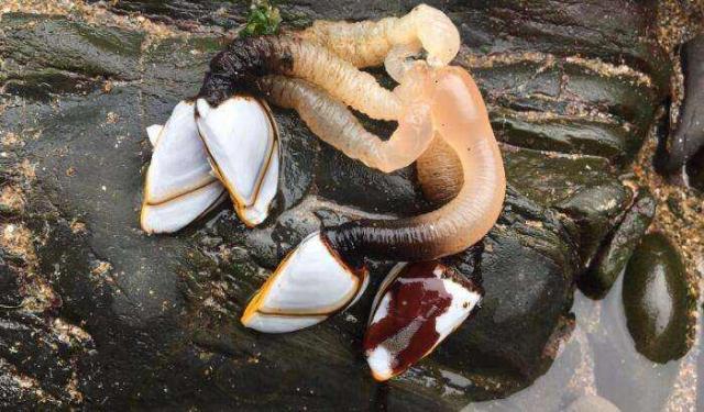 说到鹅颈藤壶,很多水手应该都很讨厌这种东西,它又名狗爪螺,因为其