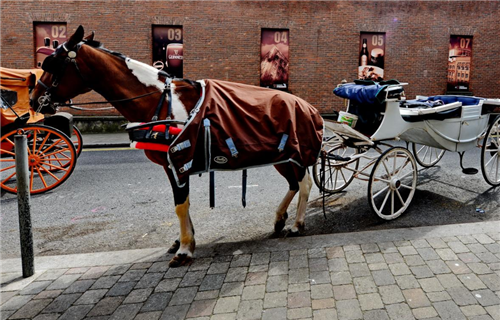 1986年美国一城市同时放飞150万个气球酿成了怎样的后果