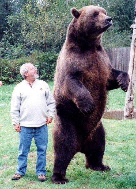 地球上最大的熊北极熊和棕熊谁是老大在这种熊跟前都是小弟