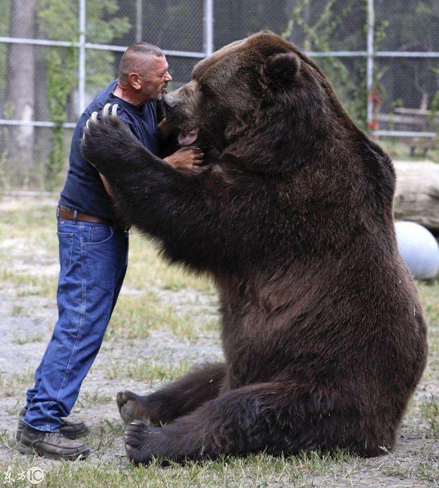 地球上最大的熊北极熊和棕熊谁是老大在这种熊跟前都是小弟