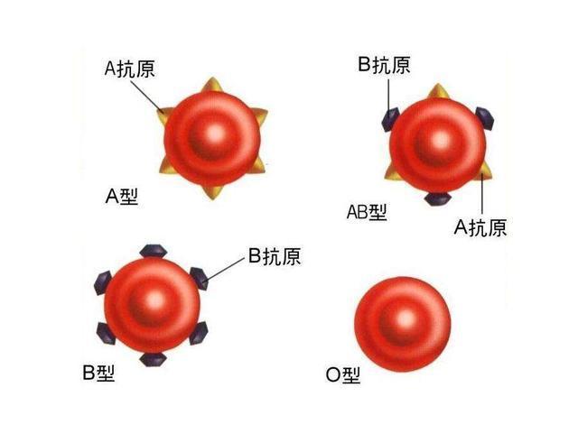 全國哪種血型的人最多和你一樣血型有多少人血型與性格有關嗎