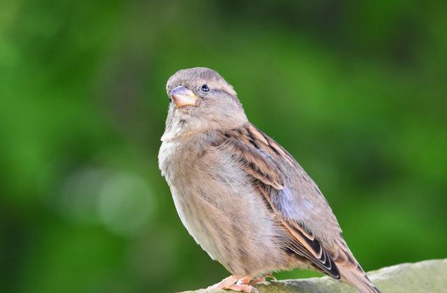麻雀为什么会是保护动物 腾讯新闻