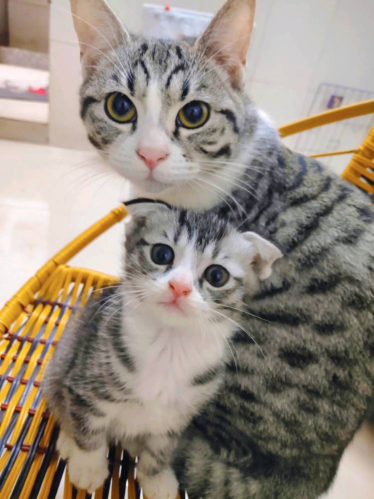 美短和橘猫生的混血猫_腾讯新闻