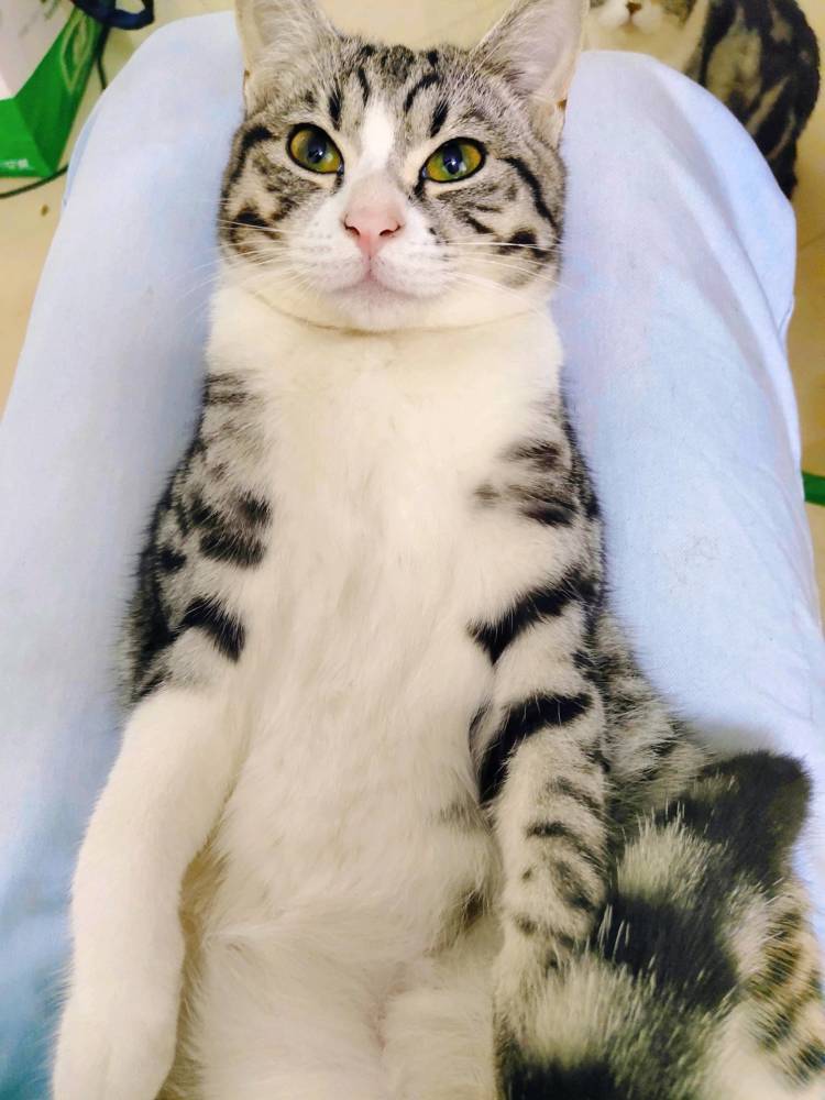 美短和橘猫生的混血猫