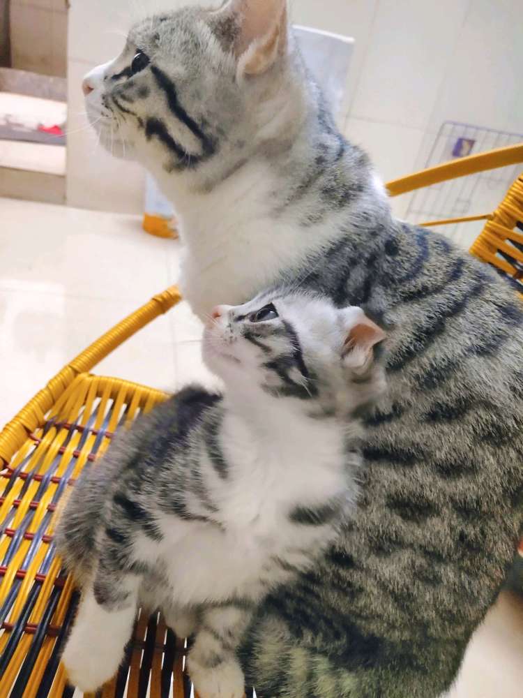 美短和橘猫生的混血猫_腾讯新闻