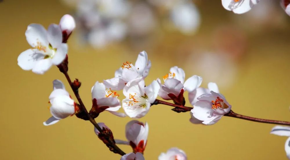 燦若雲霞一樹一樹的花開河湟最美的季節也開始了每年第一枝杏花綻放