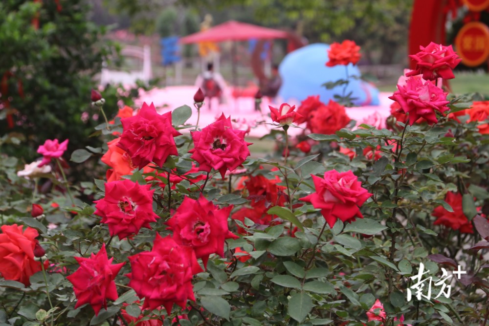 2021从化玫瑰艺术文化节开幕快来赴一场浪漫的玫瑰之约