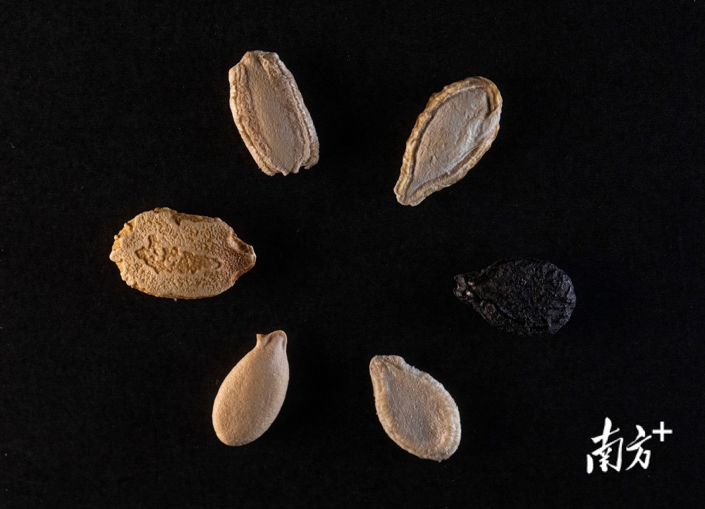 美玉1号苦瓜,蒲瓜,广蜜1号南瓜,雅绿6号丝瓜,丰冠节瓜,铁柱冬瓜(由最