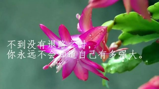 人生感悟的句子圖片帶字句句深入人心的經典句子