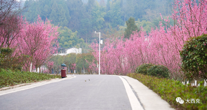 西充 第二条踏青线推荐 百亩梅园形成靓丽风景线 腾讯新闻