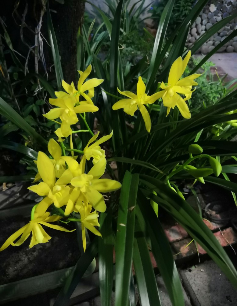 黃金小神童適合新手養的蘭花豐花勤花又美又香便宜好養活