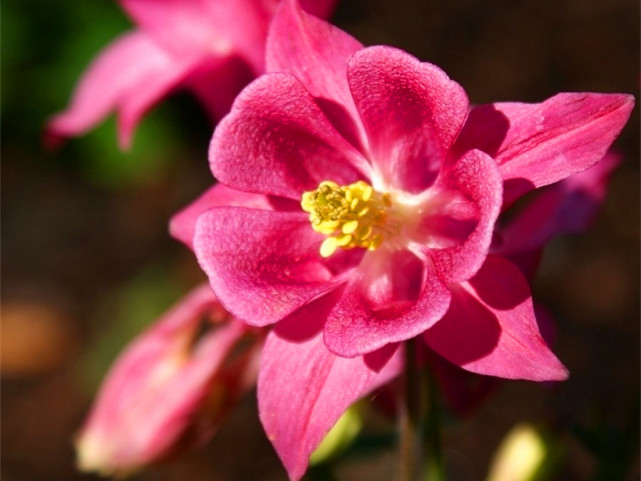 网红花卉耧斗菜连续两年养护失败总结出养护经验分享给花友们