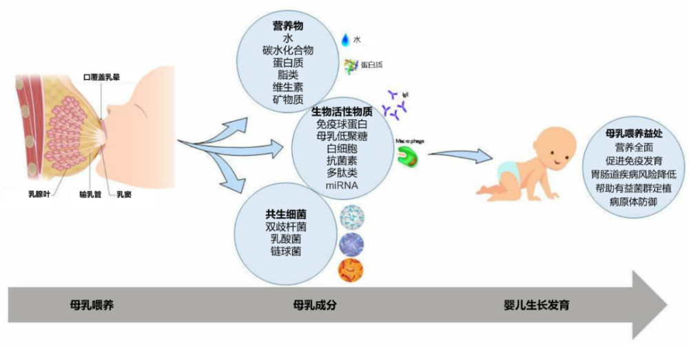 文献学习母乳菌群和婴儿健康