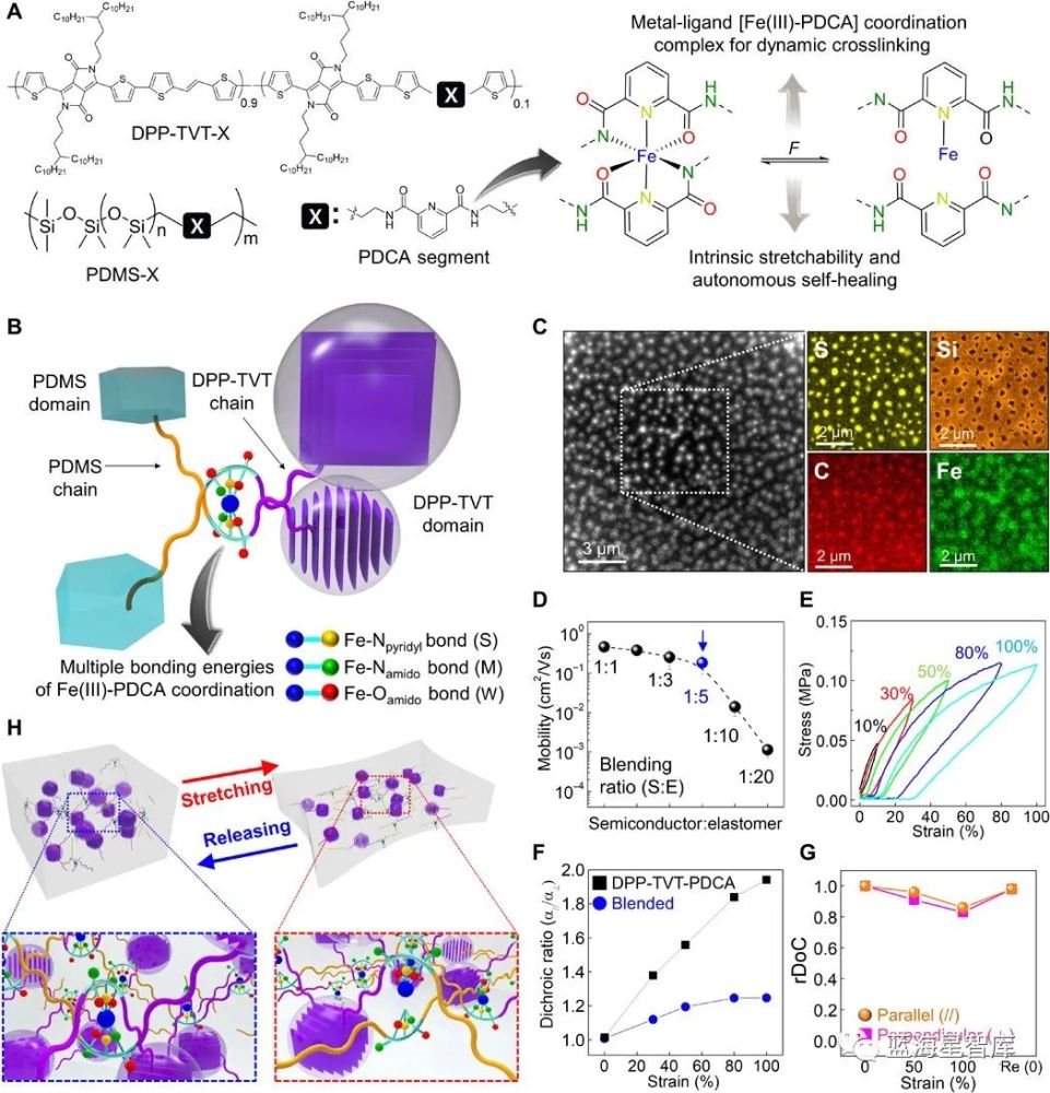 前沿技术 用于应变传感器阵列的可拉伸 自修复有机半导体薄膜 腾讯新闻