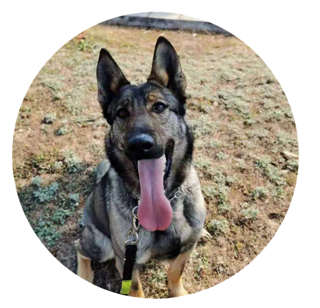 曲靖一级功勋犬和训导员要上天天向上栏目了