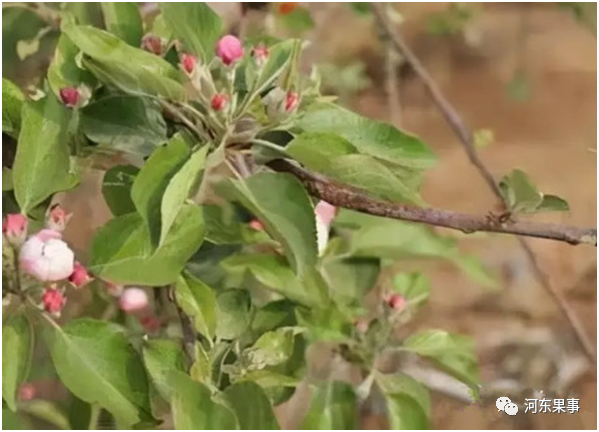 苹果花露红前如何管理 三个要点 打药 修剪 追肥 腾讯新闻