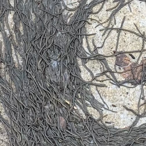 美国新泽西州人行道上出现大量蠕虫,宛如龙卷风不断围绕画面特殊