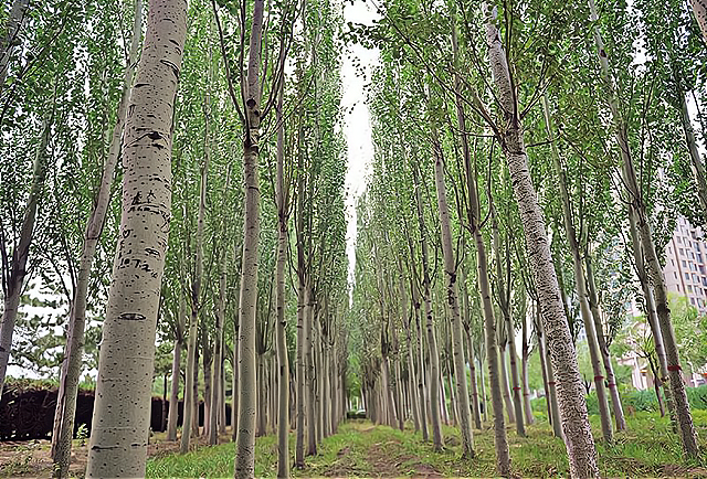 原因一,杨树的品种问题,杨树分大叶杨和小叶杨,大叶杨会产生杨絮,而
