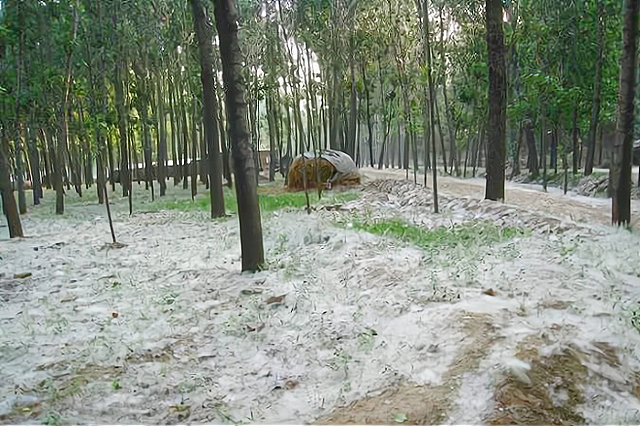 农村为什么不提倡种植杨树了?仅仅是因为杨絮吗?