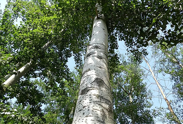 农村为什么不提倡种植杨树了?仅仅是因为杨絮吗?